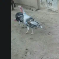 بوقلمون نر وسه تاماده