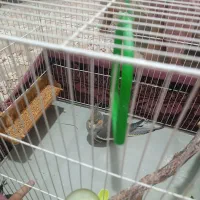 عروس هلندی 7ماهه|پرنده|مشهد, هدایت|دیوار