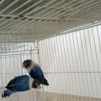 کوتوله نژاد رنگ خاص ابی کاربنی