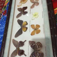 تابلو|تابلو، نقاشی، عکس|تهران, ولنجک|دیوار