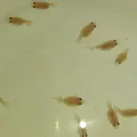 گلدفیش پرل اسکال