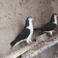 کفتر سیاه|پرنده|تبریز, |دیوار