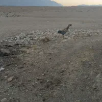 لاری ریشی جوان|حیوانات مزرعه|شهمیرزاد, |دیوار