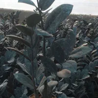 فروش عمده زاموفیلیا بلک|گل و گیاه طبیعی|قائمشهر, |دیوار