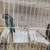 جوجه گرینچیک تراکوییس نرمال اورجینال