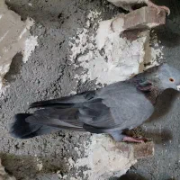 کبوتر سبز کاکل|پرنده|شیراز, کوشک میدان|دیوار