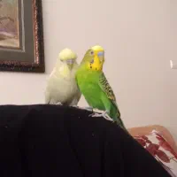 مرغ عشق جفت انگلیسی فول دستی و سخنگو