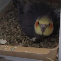 فروش یک جفت عروس هلندی با ۴جوجه|پرنده|هندیجان, |دیوار