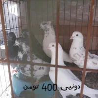 کفتر ساعت سنگین