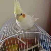 فروش عروس هلندی|پرنده|تهران, چهارصد دستگاه|دیوار