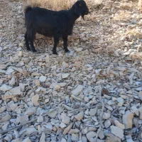 یه عددبزجوان آبستن بفروش میرسد