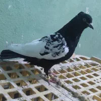 سینه سیاه نر|پرنده|سوسنگرد, |دیوار
