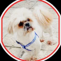 سگ شیتزو فلت اصل