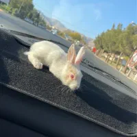 خرگوش چشم شرابی