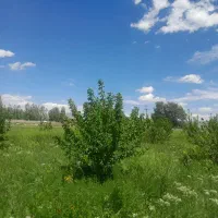 باغ ویلایی واقع در موسی قیه و بنه کهل
