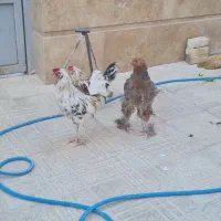 خروس