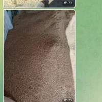 خوراک دام وکشت