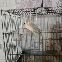 قناری|پرنده|الیگودرز, |دیوار