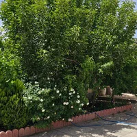 باغ ویلاسندتکبرگ کنتورآب برق گازشهری منطقه ویلایی