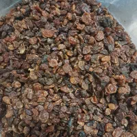 کشمش|خوردنی و آشامیدنی|زنجان, |دیوار