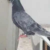 کوهی دم سفید
