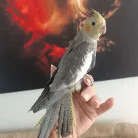 فروش عروس هلندی ماده