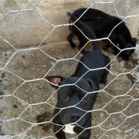 سگ پیتبول آمریکن بولی|سگ|گرگان, |دیوار