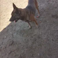 سگ مالینویز