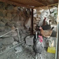 جا گیر ب کار نمیاد|لوازم جانبی حیوانات|جیرفت, |دیوار