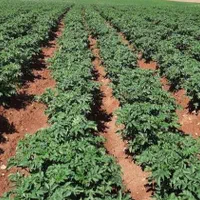 اجاره ۱۵۰ (صدوپنجاه)هکتار زمین کشاورزی بارانی