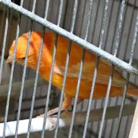 قناری اورجینال ترکیه ای|پرنده|شهریار, رزکان|دیوار