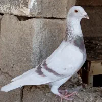 خط سفید دورنگ وپیازی|پرنده|وحدتیه, |دیوار