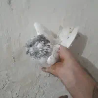 ۳تانراستثنایی وپرش بالای ۸ساعت وعالی و