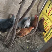 مرغ محلی تخم گذار|حیوانات مزرعه|محمدشهر, علی آباد گونه|دیوار