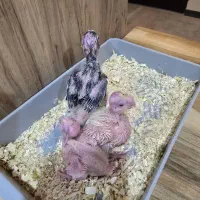 جوجه عروس لوتینو