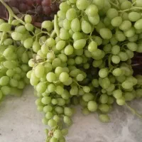 فروش قوره انگور