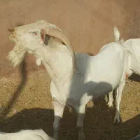 نربزهاسانن فرانسوی اصیل ازنژادها چهارقلوزاسه قلوزا|حیوانات مزرعه|مشهد, ملک‌آباد|دیوار