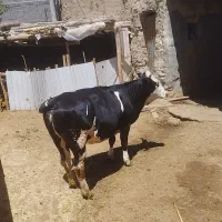 گوساله ماده سیمنتال