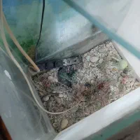 آکواریم دوتکه کمدی ام دی اف|ماهی|رباط‌کریم, رباط‌کریم|دیوار