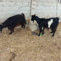 دوعددبزبفروش.میرسد|حیوانات مزرعه|برازجان, |دیوار