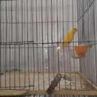 قناری مست مست