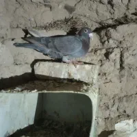 کفتر|پرنده|بیرجند, |دیوار