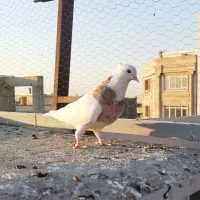 کبوترطوقی هفت رنگ نر