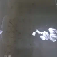 ماهی سیچیلاید