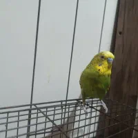 مرغ عشق نر معاوضه با ماده|پرنده|اسلامشهر, مسکن مهر اسلاشهر (شهرک امام خمینی)|دیوار