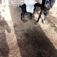 بزچهارشکم دقلوزادورگ پاکستانی