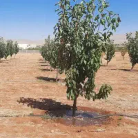 زمین-250متری-سندتک-برگ-ملکی