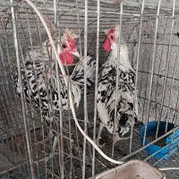 خروس تزئینی