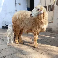 گوسفندهای مطفل درجه یک