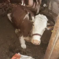 فروش و خرید انواع گاو افتاده کسل